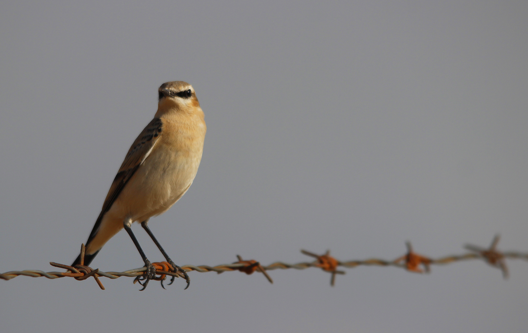 Isabelline Wheatear